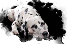 Pongo.png