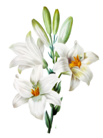 pngwing.com.png pngwing.com.png