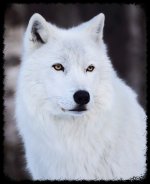 Lobo albino-fotor-20260618214333.jpg