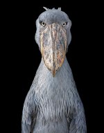 echofinearts-tim-flach-shoebill-stork-2017.jpg