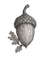 bellota2.png