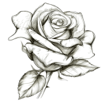 pngtree-rose-sketch-png-image_12817103.png